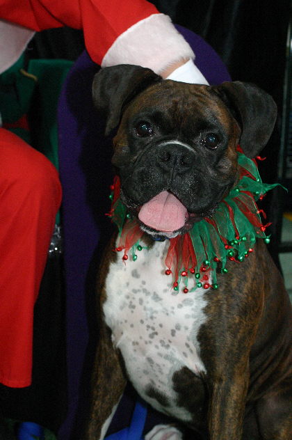 tiggers xmas photo for 2006