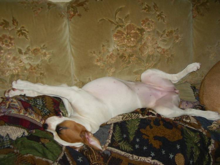 Tillie age 17 weeks