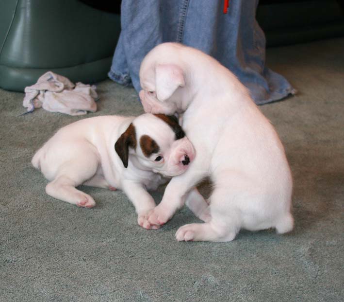 Tilly&Bobby2