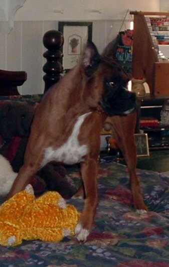 Timber Slays the pig (again).