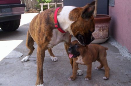 TINA THE BIG GIRL AND TINO THE LITTLE GUY..