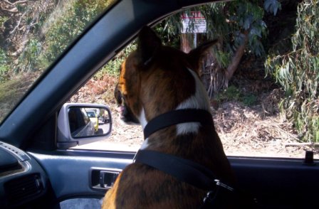TINA WATCHING THE MALIBU'S ROAD..