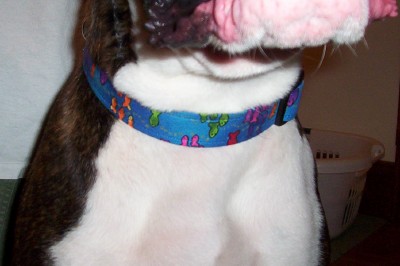 Tino's new collar!