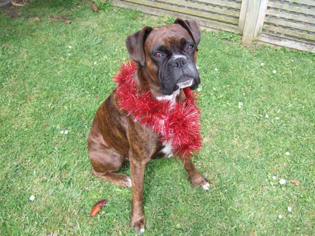 Tinsel Lily!