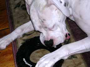 Tire Biter