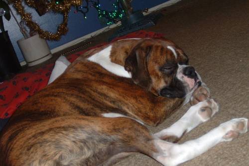 Tired after decorating the tree