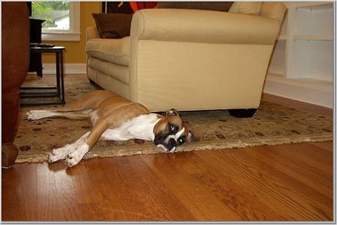 Tired Boxer