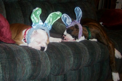 Tired bunnies