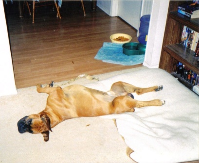 tired duke