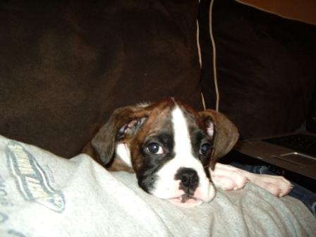 Tired Pup