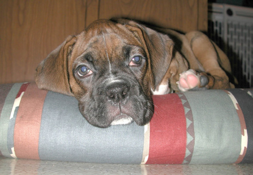 Tired puppy