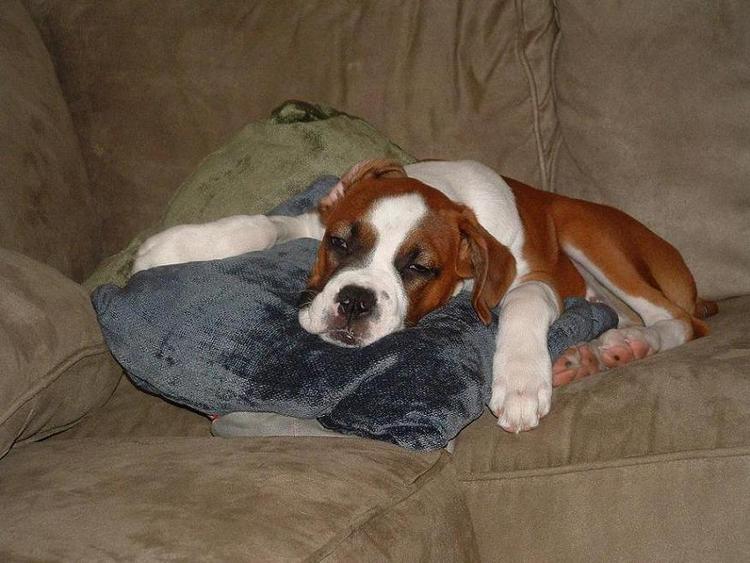 Tired Puppy