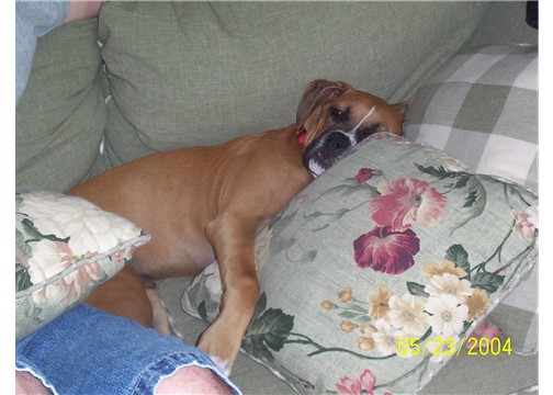 Tired puppy