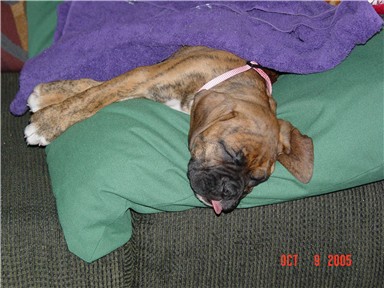 tired puppy