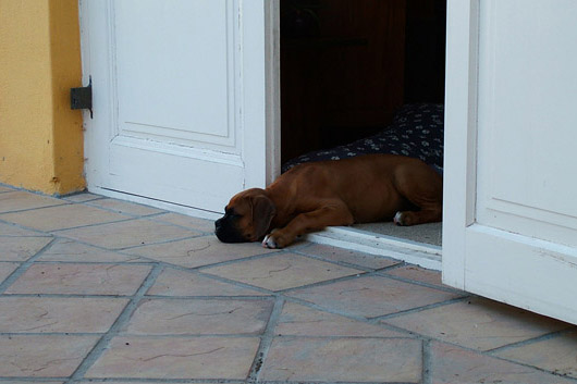 Tired puppy
