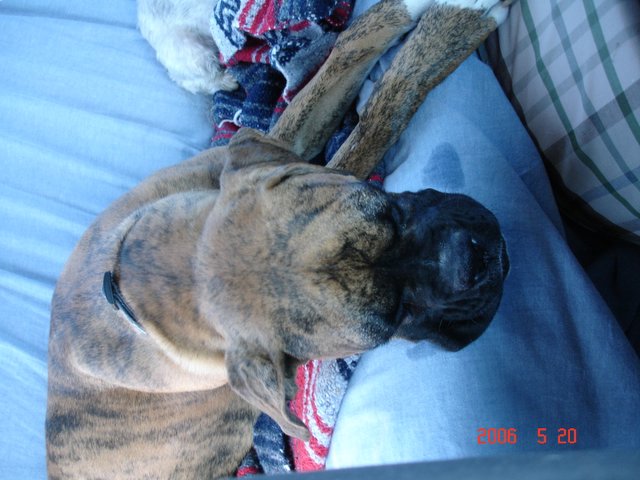 Tired Puppy