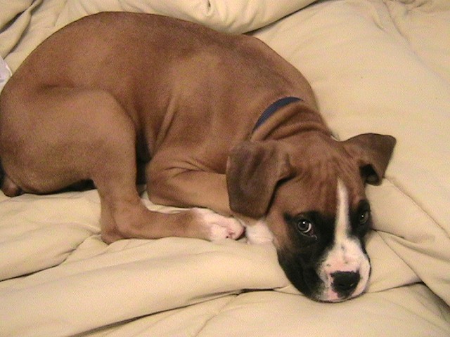 tired puppy!