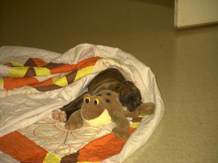 tired rocky boy