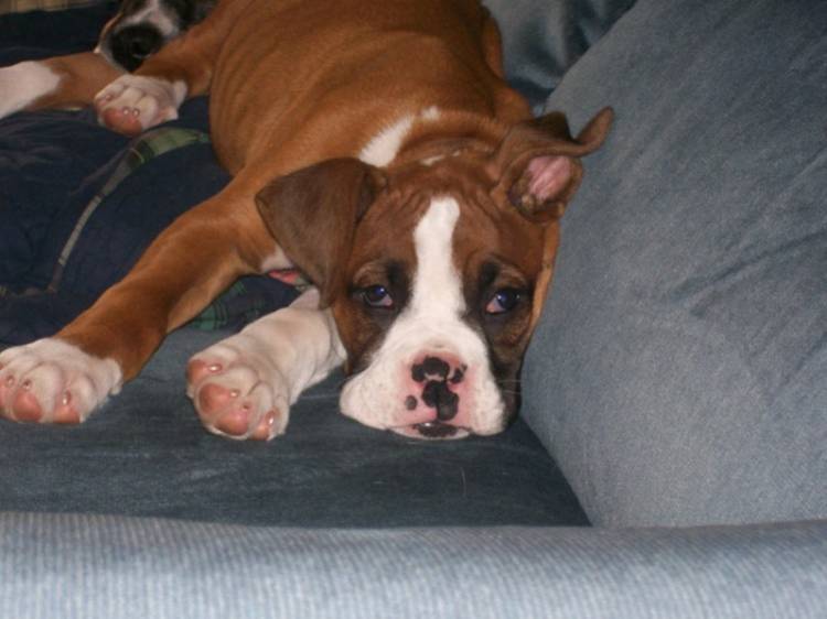 Tired Tonka