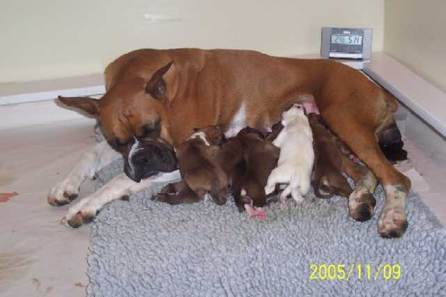 Tired Vegas and 8 Puppies