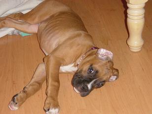 Tired_Mangus_001
