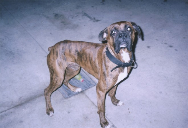 Tisen - Kaybie's Canine Dad