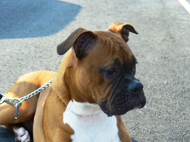 Titan- Second foster