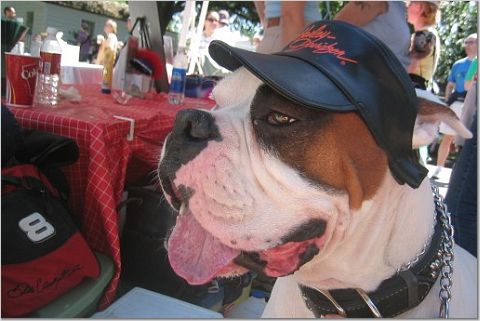 Tito_harley