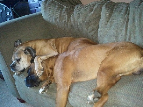 Titon&Coby