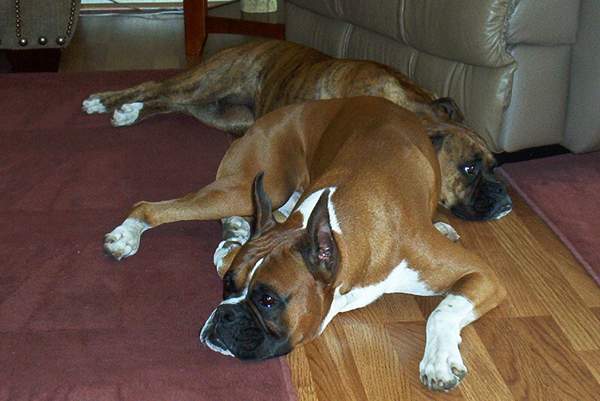Titus and Chloe Resting
