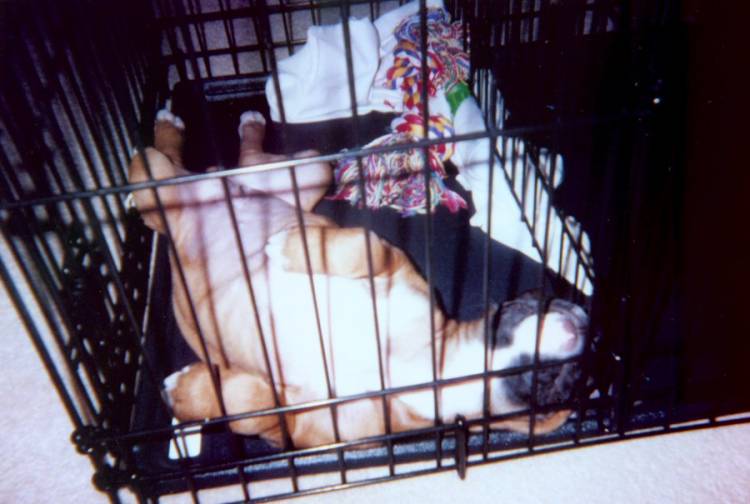 Titus_sleeping