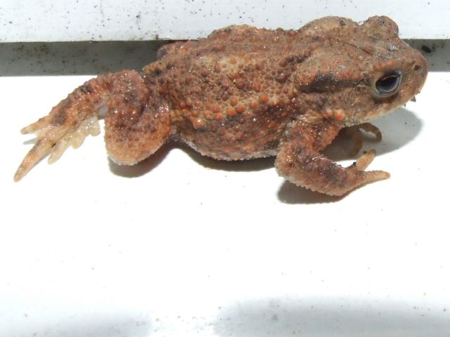 toad_bw