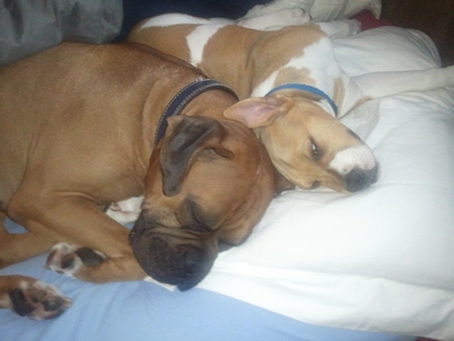 tobeyC with his lil pitmix "sister"