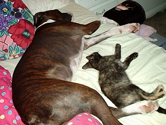 Toby and Meme