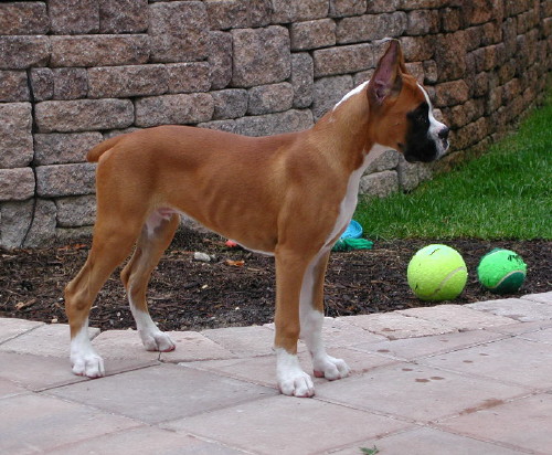 Toby at 15 weeks