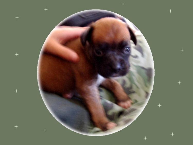 Toby at 4 weeks old