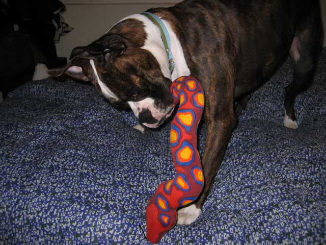 Toby at play