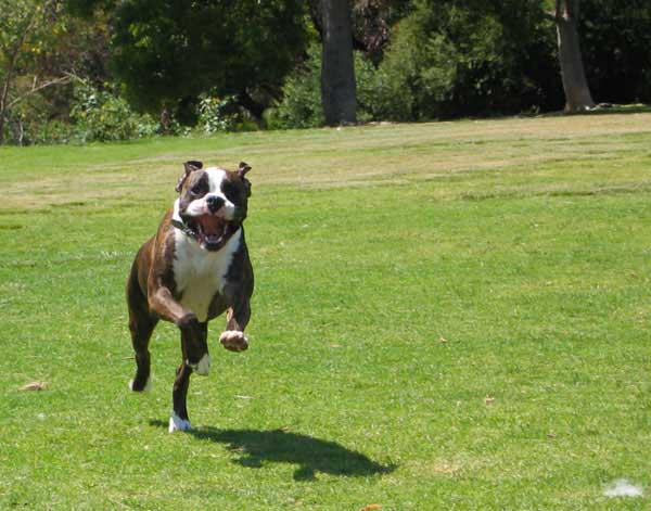 Toby at the Dog Park