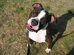 Toby at the park