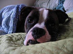 Toby in bed