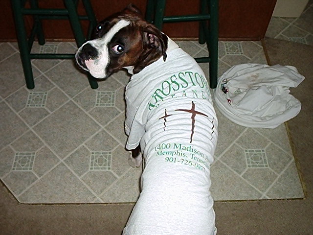 Toby in his shirt