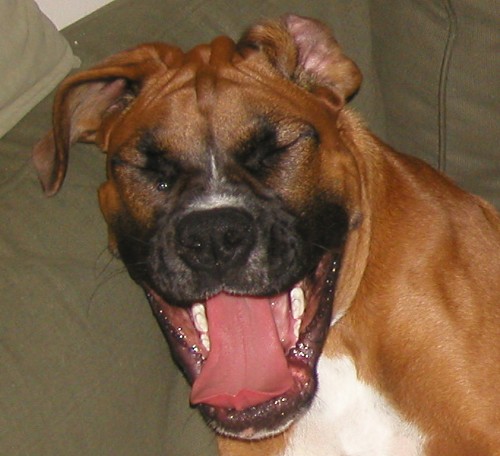 Toby Mid-Yawn