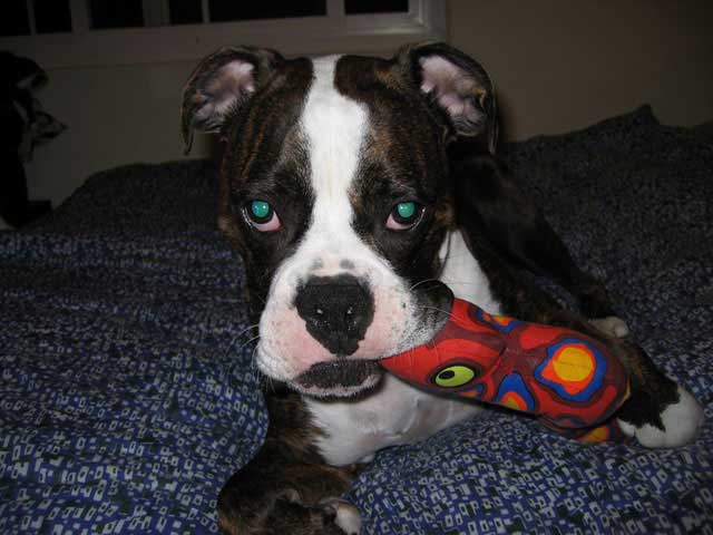 Toby posing for the camera
