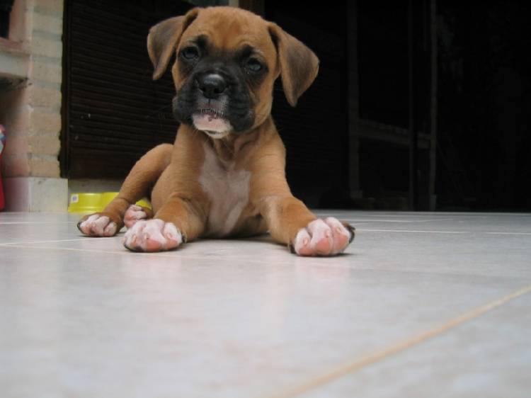 Toby