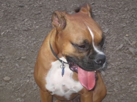 Toby