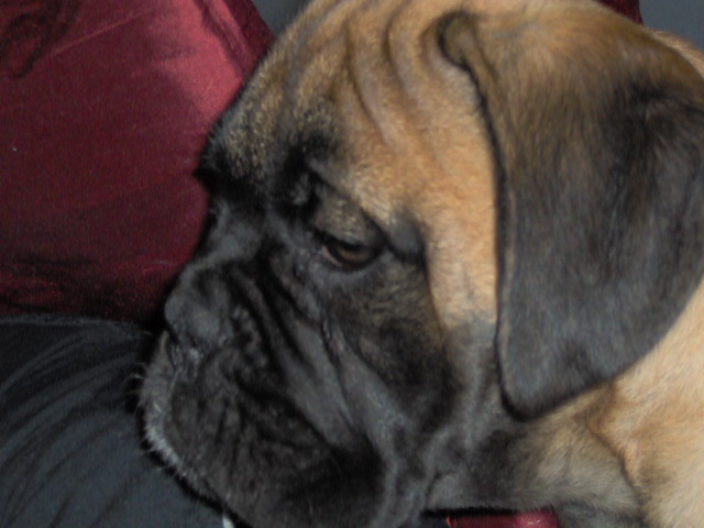 Toby