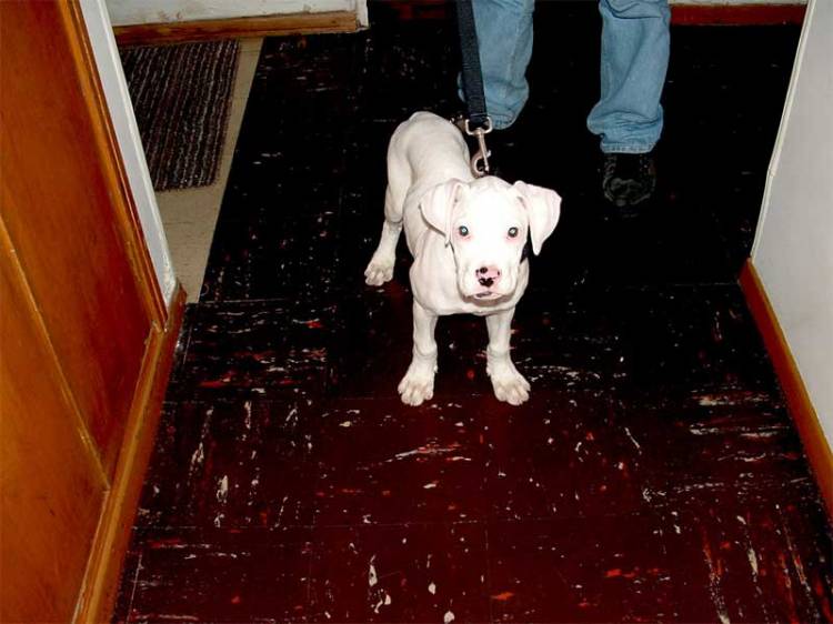 togo 3 months old ready for a walk