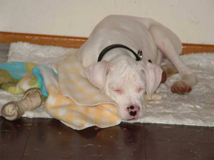 togo 3 months old sleeping