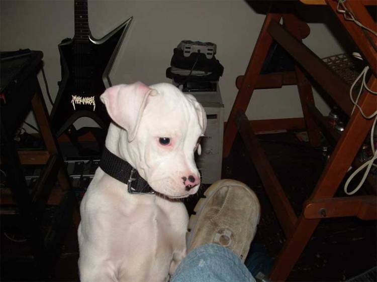 togo 3 months old