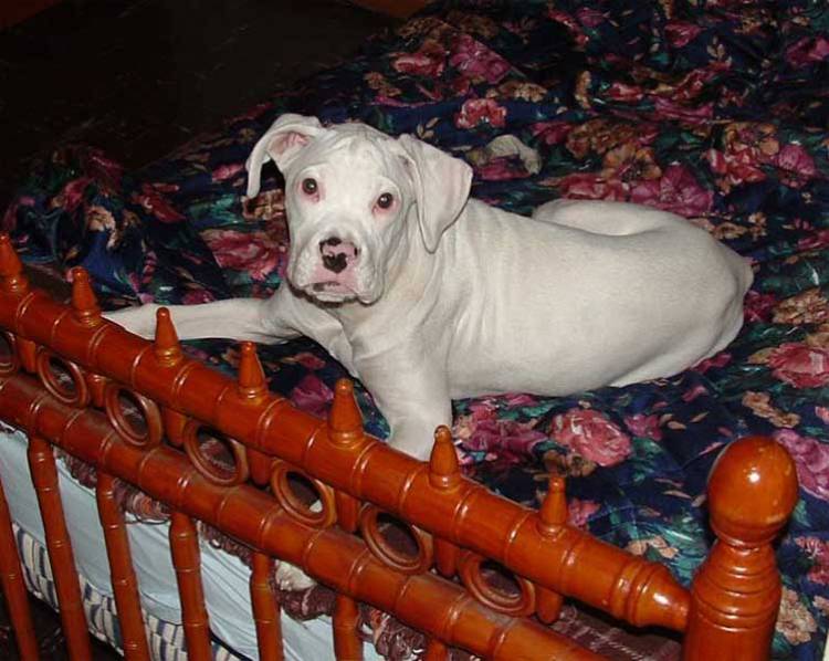 togo 4 months old